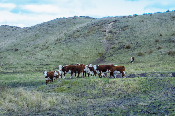 图为国王岛农田里的奶牛图片下载