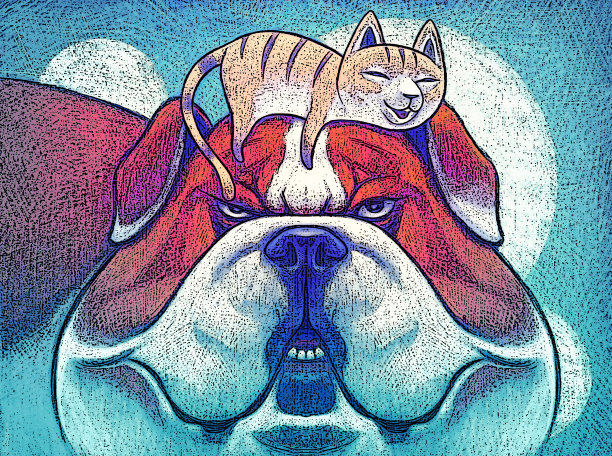 懒猫躺在牛头犬的头上图片下载