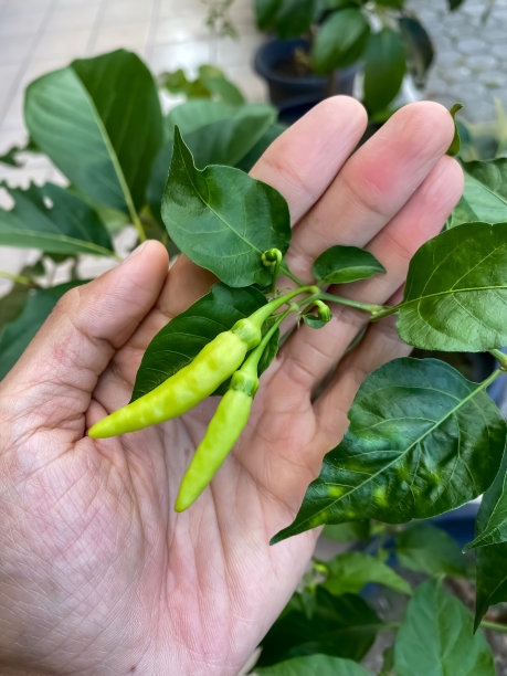 红辣椒和绿辣椒的特写照片，还在树上，准备收获，非常辣，可以用来做各种菜。概念用于农业，香料，城市农业，家庭园艺，工业。图片下载
