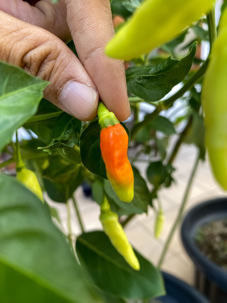红辣椒和绿辣椒的特写照片，还在树上，准备收获，非常辣，可以用来做各种菜。概念用于农业，香料，城市农业，家庭园艺，工业。图片下载