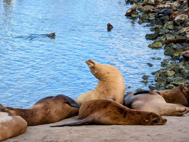 密封延伸图片下载