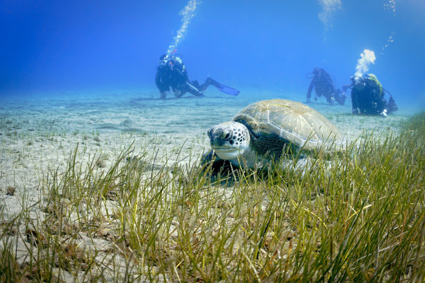 水下和近距离的照片，海龟在海草和水肺潜水员的背景图片下载
