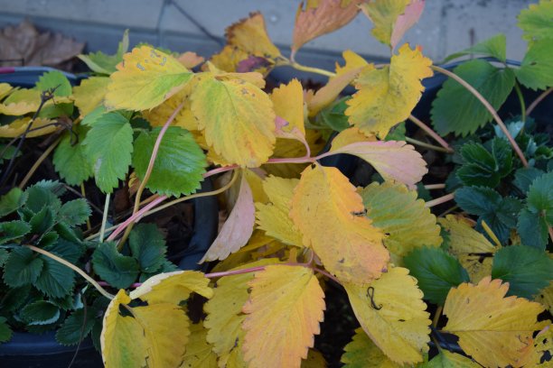 秋黄草莓叶图片下载