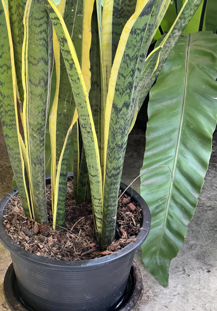 一张照片，里面有一株绿叶植物的盆栽，桌子上放着一株植物的花盆。图片下载