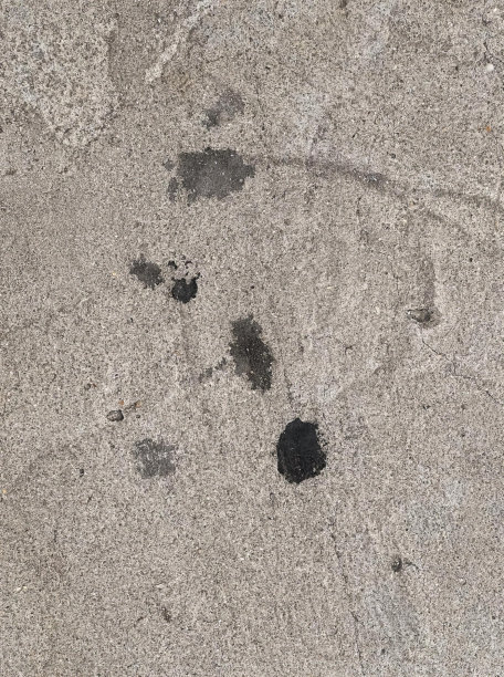 沙滩上狗爪印的照片，沙滩上屎壳郎的脚印。图片下载
