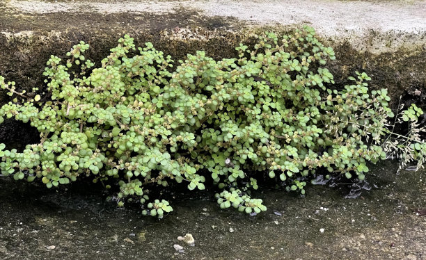 一株植物从路边的地上长出来的照片，花盆从路边的地上长出来。图片下载