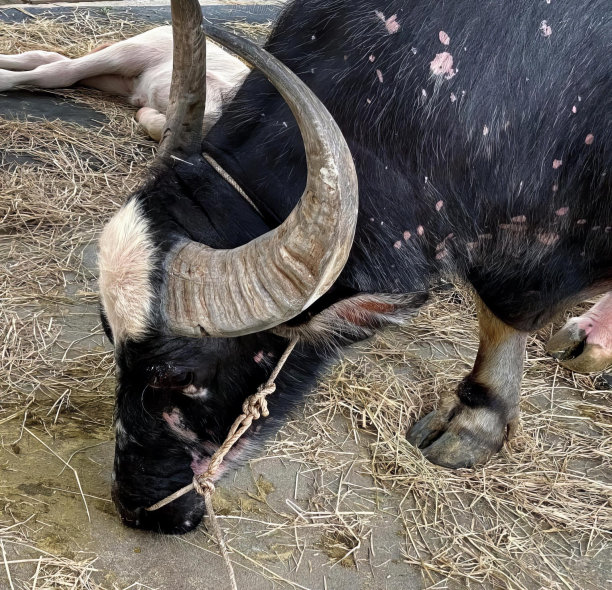 一只长着大角的黑牛吃干草的照片，长着角的亚洲水牛和被绑在杆子上的角。图片下载