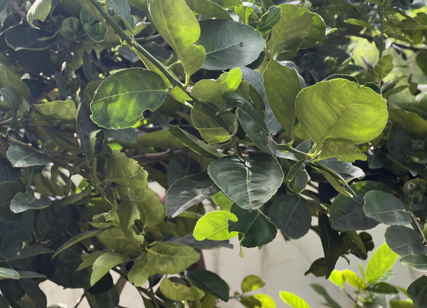 一棵绿叶的树和一只栖息在它上面的鸟的照片，一棵绿叶的柠檬树和一只栖息在它上面的黄鸟。图片下载