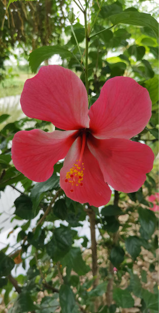 一张以黄色为中心的红色花朵的照片，一个绿色灌木中间有一朵红色花朵的花盆。图片下载