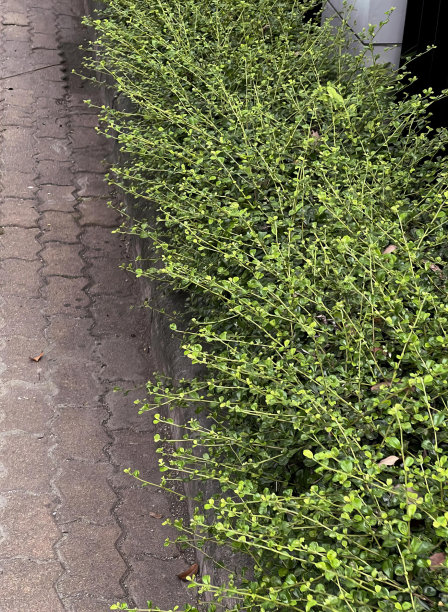 一张照片上，一只猫坐在灌木丛旁边的人行道上，有一排灌木丛和一辆白色的汽车。图片下载