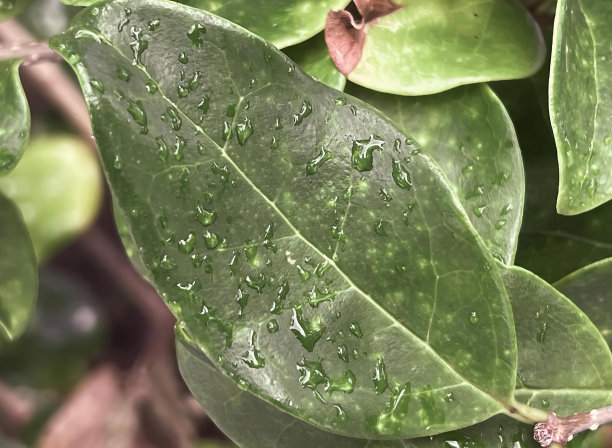 绿叶上有水滴的照片，绿丝带上有水滴的叶子。图片下载
