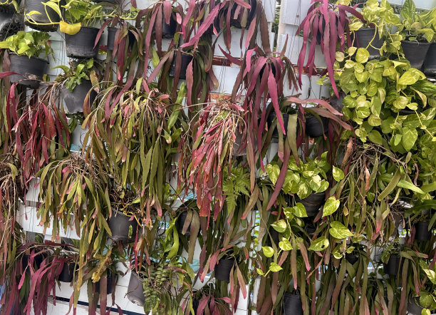 一组挂在墙上的植物，一个花园商店里挂在墙上的花盆和植物的照片。图片下载