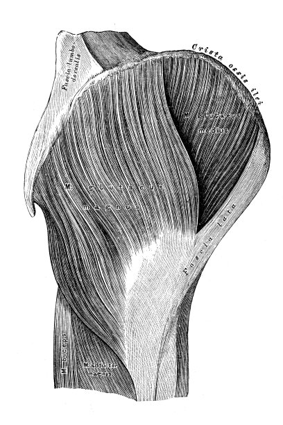 臀部的外部肌肉图片下载