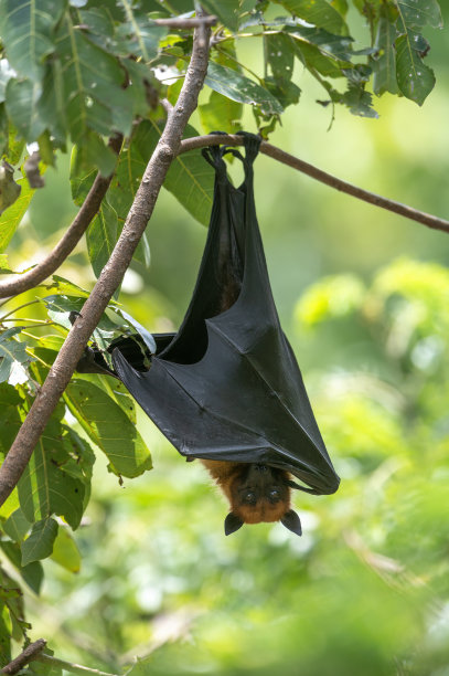 一只蝙蝠倒挂在树枝上(莱尔的飞狐)图片下载