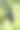 一只蝙蝠倒挂在树枝上(莱尔的飞狐)图片下载