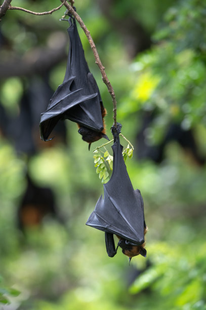 一只蝙蝠倒挂在树枝上(莱尔的飞狐)图片下载