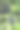 一只蝙蝠倒挂在树枝上(莱尔的飞狐)图片下载