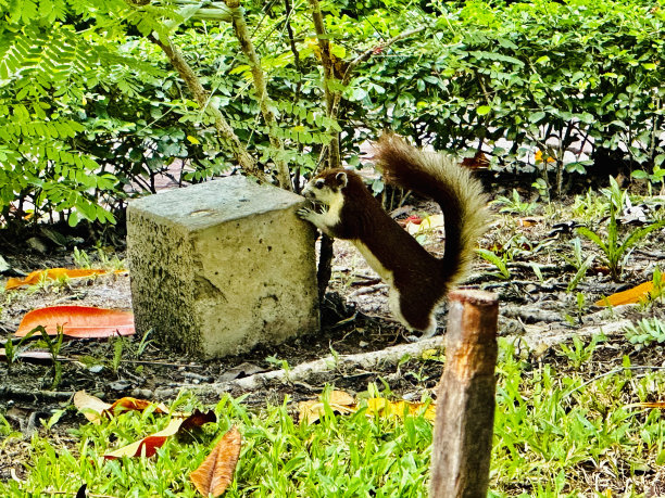 松鼠图片下载