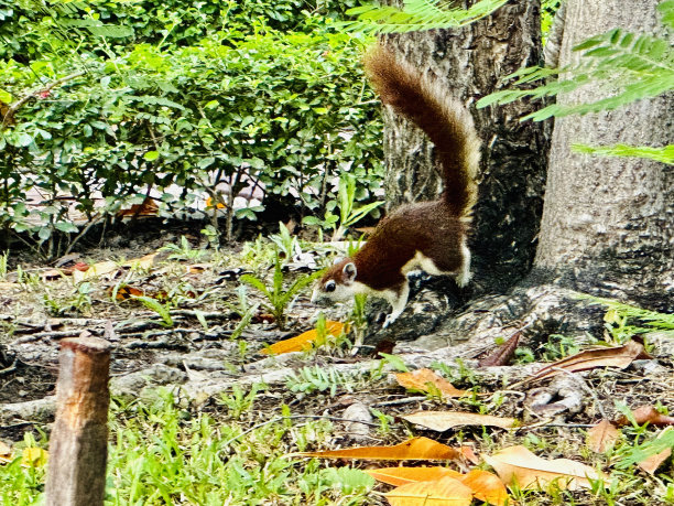 松鼠图片下载