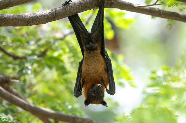 一只蝙蝠倒挂在树枝上(莱尔的飞狐)图片下载