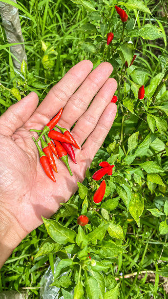农民手掌上收获的红辣椒的特写照片，非常辣，用于各种菜肴。概念用于农业，香料，城市农业，家庭园艺，工业。图片下载