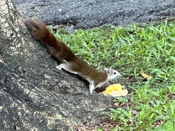 松鼠图片下载