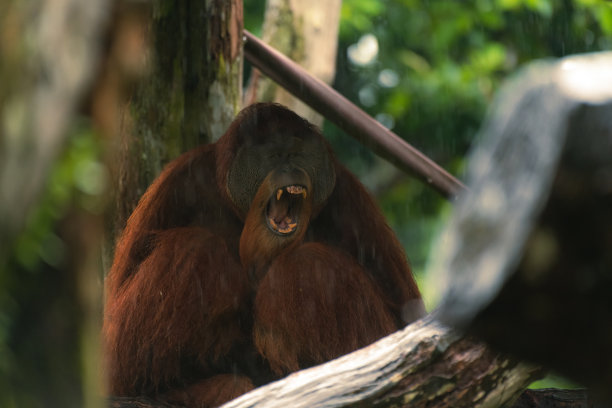 婆罗洲红毛猩猩张着嘴图片下载
