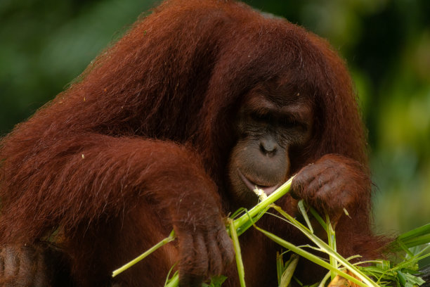 成年猩猩闻着并吃了大量的绿草图片下载