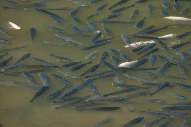 养殖池里的一群金鱼图片下载