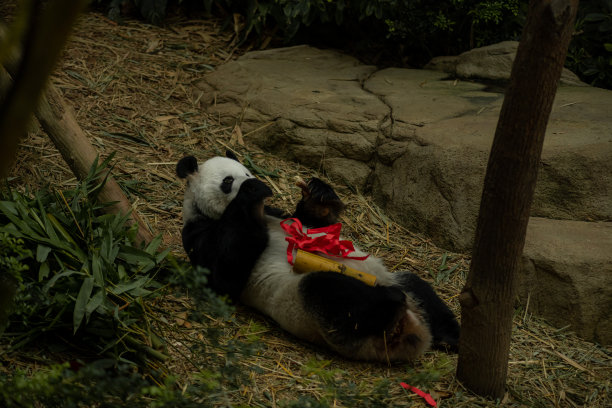 在自然背景下，一只熊猫躺下吃竹子图片下载