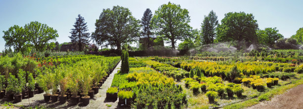 夏季专业苗圃图片下载