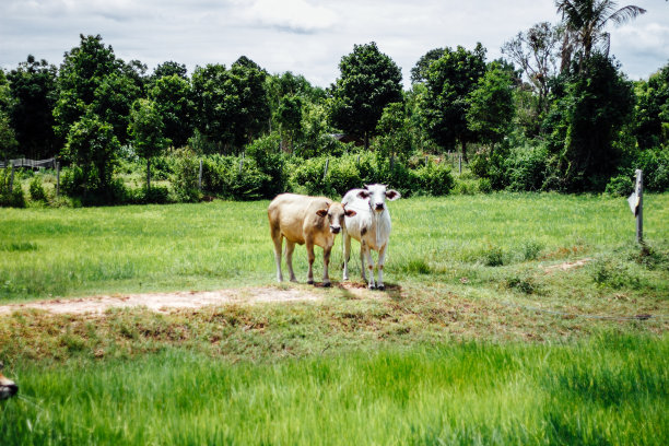 可爱的小牛图片下载