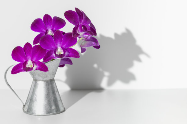 大花瓣紫色兰花在铁壶在白色背景，自由复制空间，水平照片。花影暗影墙上陈列。兰科，极简主义，室内装饰图片下载