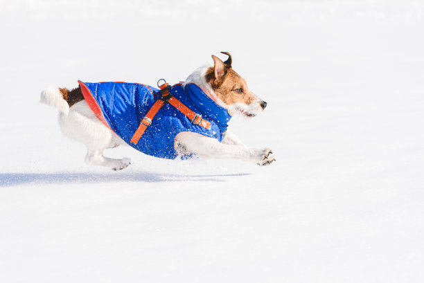 狗在雪地上奔跑和跳跃的侧面视图图片下载