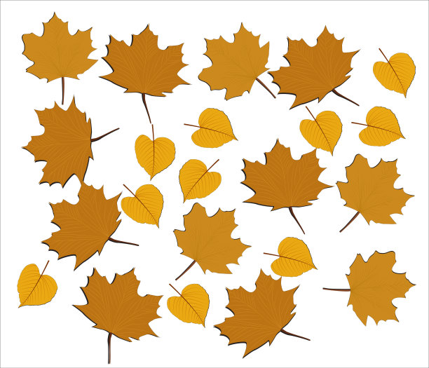 落叶孤立在白色背景收集。橙色的枫叶图案。矢量插图。图片下载