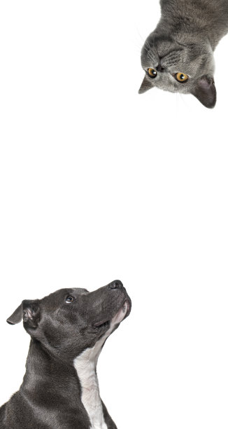 可爱的猫和狗看一个垂直的网页横幅的中心，空白的地方为文字，网页横幅图片下载