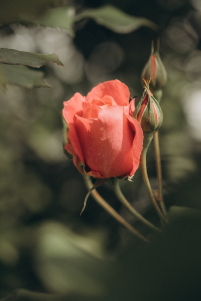 一张美丽的花园玫瑰花蕾特写照片图片下载