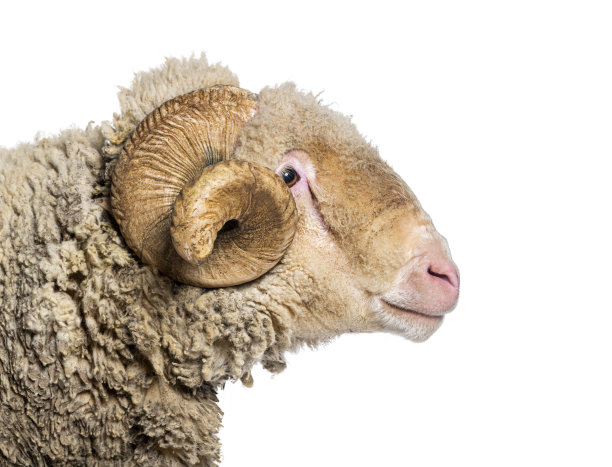 侧面图，一头长着大角的公羊的头部照片，孤立在白色上图片下载