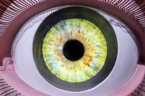 医学人体模型。人眼特写，清晰的视网膜、晶状体和睫毛。人体器官的解剖模型。眼睛的睫毛、皮肤和角膜都很细致。眼球图片下载