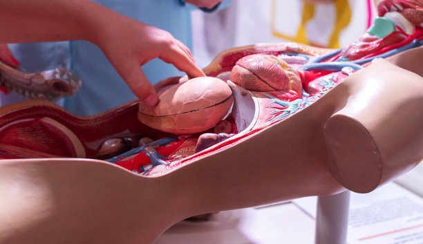 医学人体模型。腹部器官的特写，由塑料制成，模拟人体。培养医务人员、医生和学生的理念。图片下载