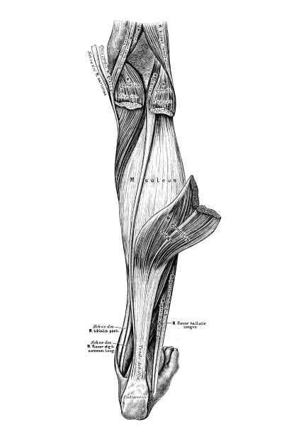 小腿后面的肌肉图片下载
