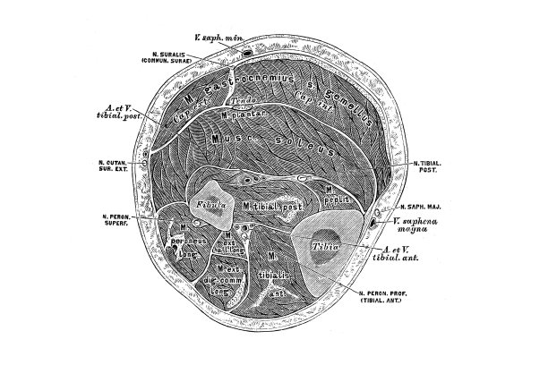 在小腿中间三分之一处的水平部分图片下载