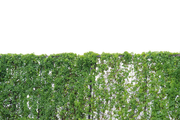 一株常春藤爬升在金属栅栏上，白色孤立的背景为绿色树叶的背景图片下载