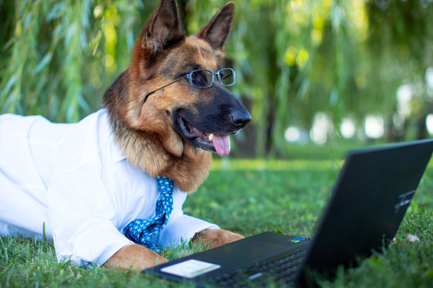 一只德国牧羊犬穿着白色衬衫，系着蓝色领带图片下载