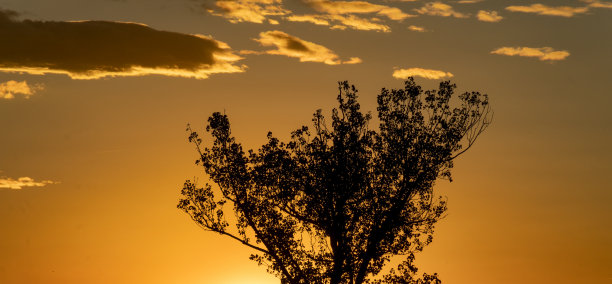 迷人的温暖日落天空与剪影背光树-完美的股票照片或抽象背景图片下载