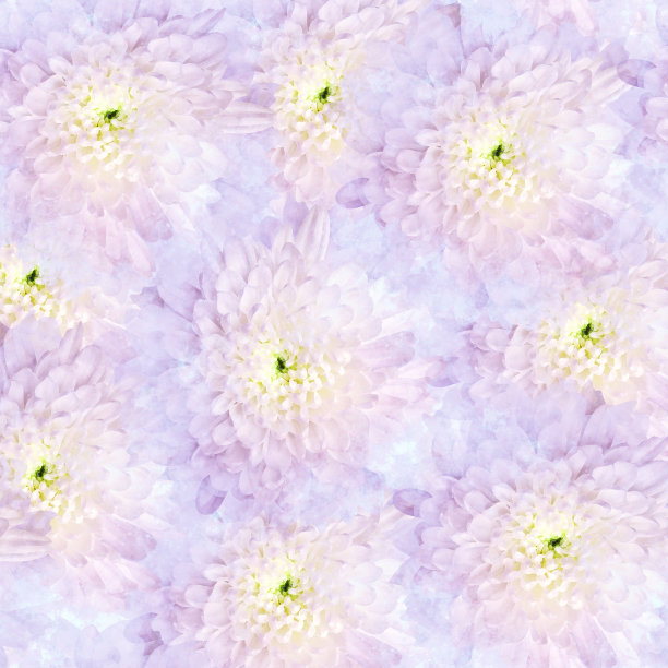 无缝水彩菊花花。花的背景。特写镜头。大自然。图片下载