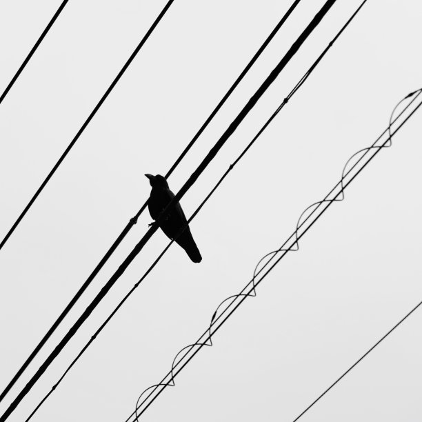 鸟儿在弹奏和弦图片下载