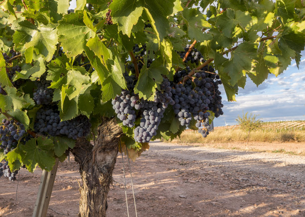 迷人的葡萄园风景:成熟的黑葡萄集群准备收获-优质葡萄酒文化股票照片图片下载
