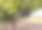 迷人的葡萄园风景:成熟的黑葡萄集群准备收获-优质葡萄酒文化股票照片图片下载