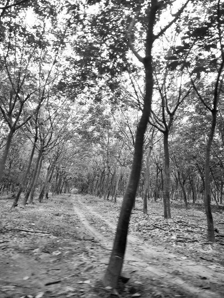 橡胶种植园图片下载